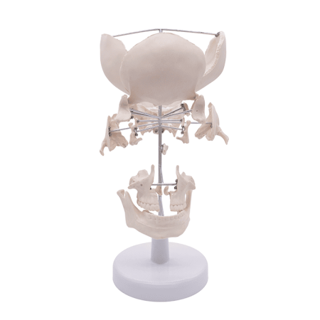 Модель «Кости черепа» (на подставке)